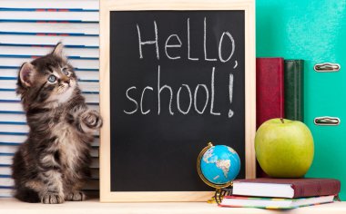 şirin kedi yavrusu