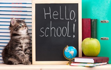 şirin kedi yavrusu