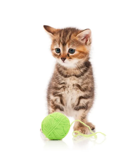 Cute kitten — Stock Photo, Image