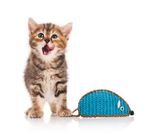 şirin kedi yavrusu