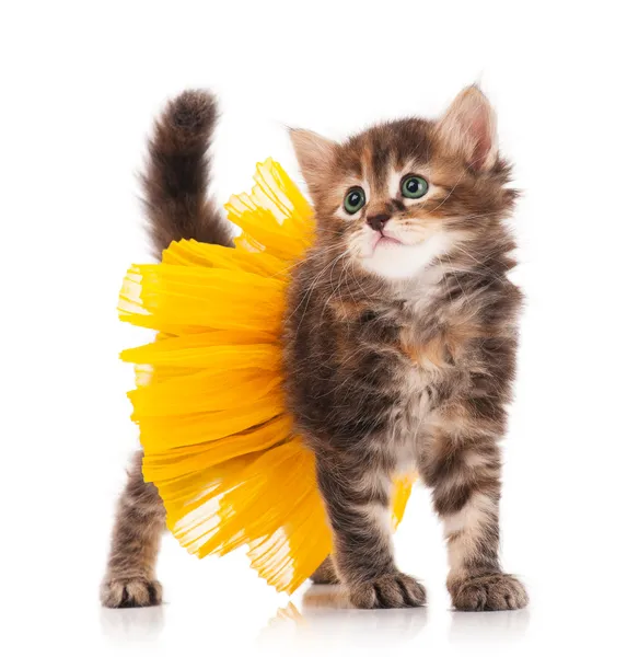 şirin kedi yavrusu