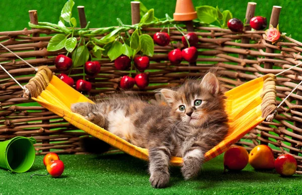 Niedliches Kätzchen — Stockfoto