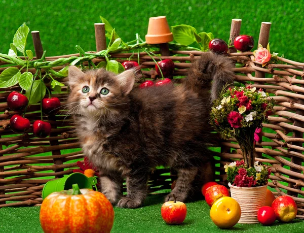 Cute kitten — Stock Photo, Image