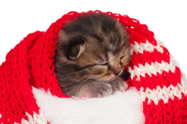 Gatinho adormecido — Fotografia de Stock