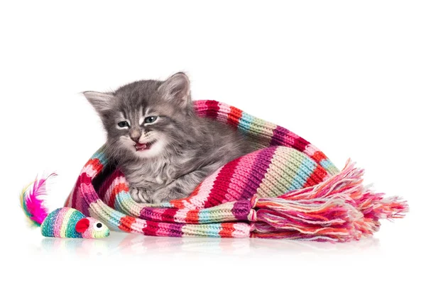 Cute kitten — Stock Photo, Image