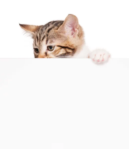 Kitten met een blanco — Stockfoto