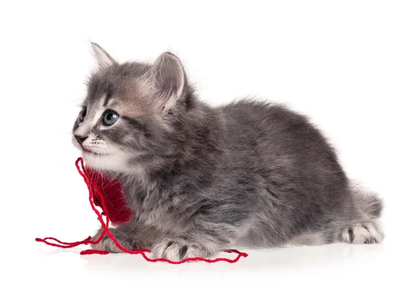 Gatinho bonito — Fotografia de Stock