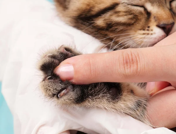 Pata de gatinho — Fotografia de Stock