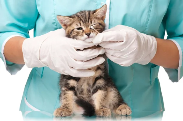 Gatinho pequeno — Fotografia de Stock