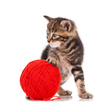 Siberian kedi
