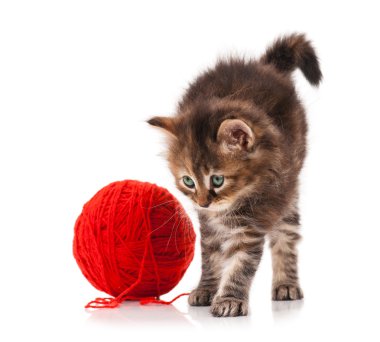 Siberian kedi