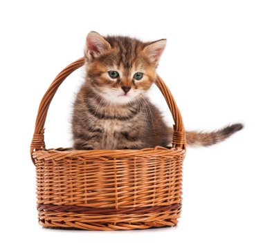 Siberian kedi