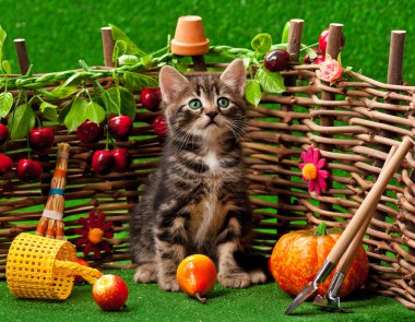 Siberian kedi
