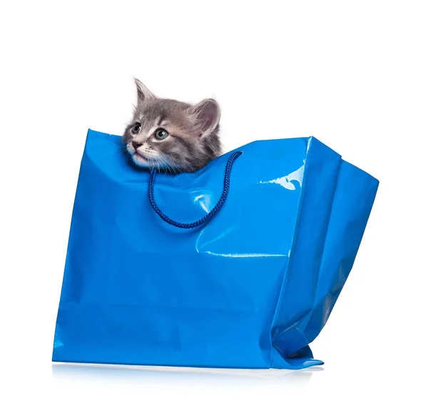 Little kitten — Stock Photo, Image