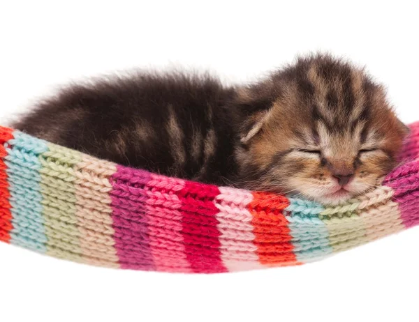In slaap kitten — Stockfoto