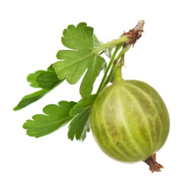Yeşil bektaşi üzümü