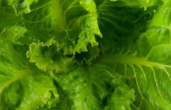 Green lettuce — Stock Photo, Image