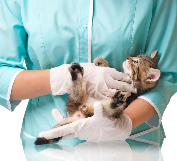 Veterinäruntersuchung — Stockfoto