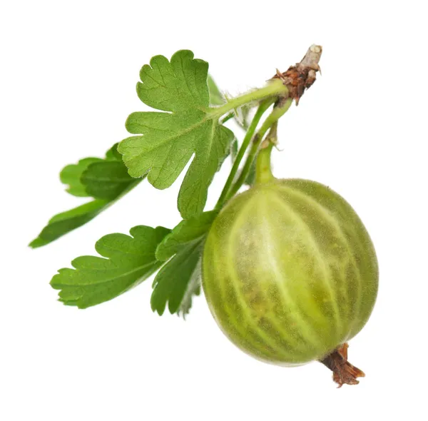 Gooseberry hijau — Stok Foto