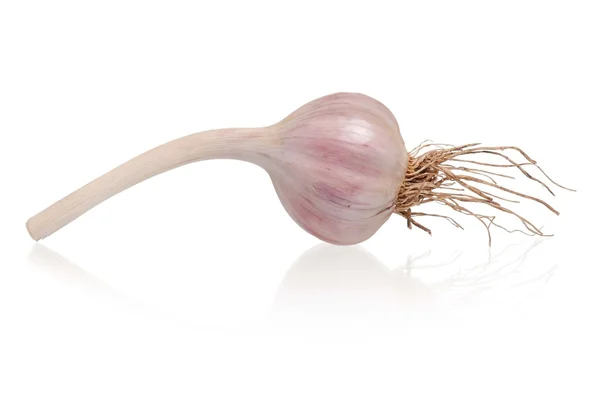 Garlic bulb — Stock Photo, Image