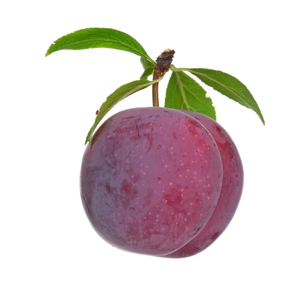 Plum merah — Stok Foto