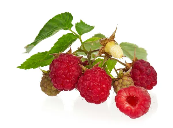 Reife Himbeeren — Stockfoto