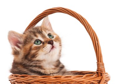 şirin kedi yavrusu