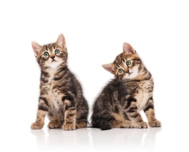 şirin yavru kedi
