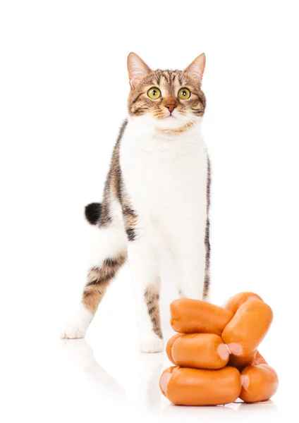 Adult tabby — Stock Photo, Image