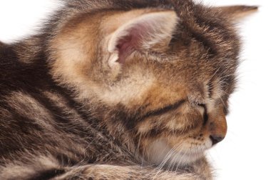 uykuda yavru kedi