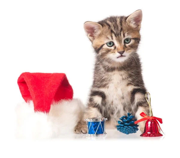 Gatinho bonito — Fotografia de Stock