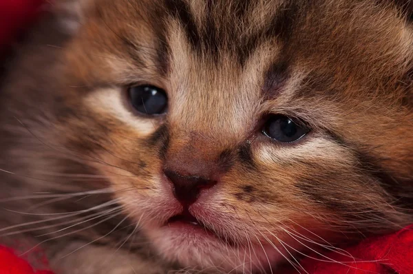 Nyfödd kattunge — Stockfoto