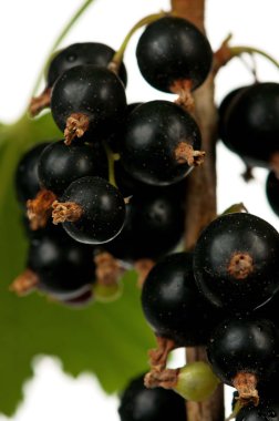 Siyah frenk üzümü