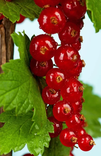 Rote Johannisbeere — Stockfoto