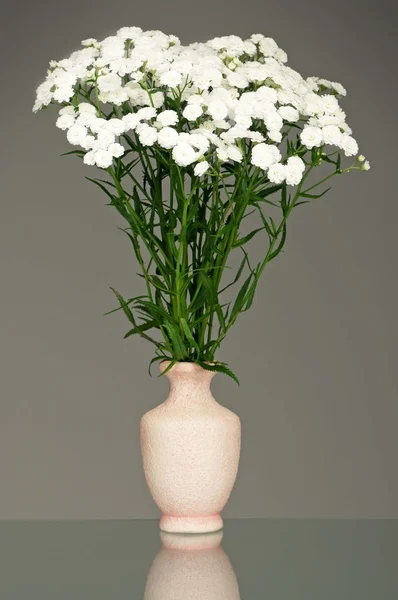 Vita blommor — Stockfoto