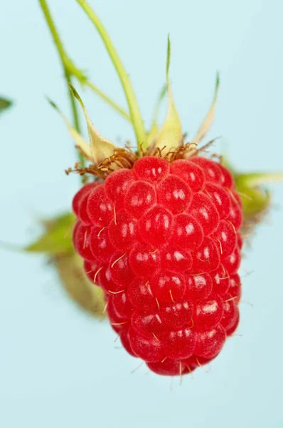 Ripe raspberry Royalty Free Stock Images