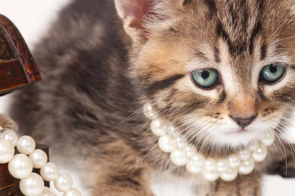 Модный котенок — стоковое фото