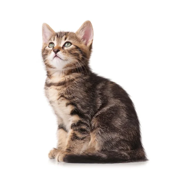 Cute kitten — Stock Photo, Image