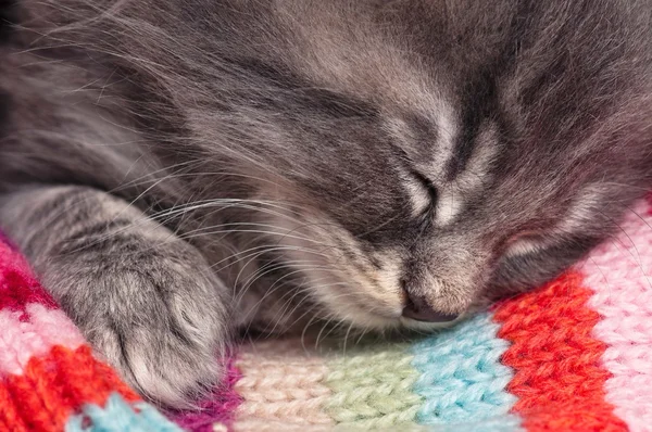 Gatito dormido —  Fotos de Stock