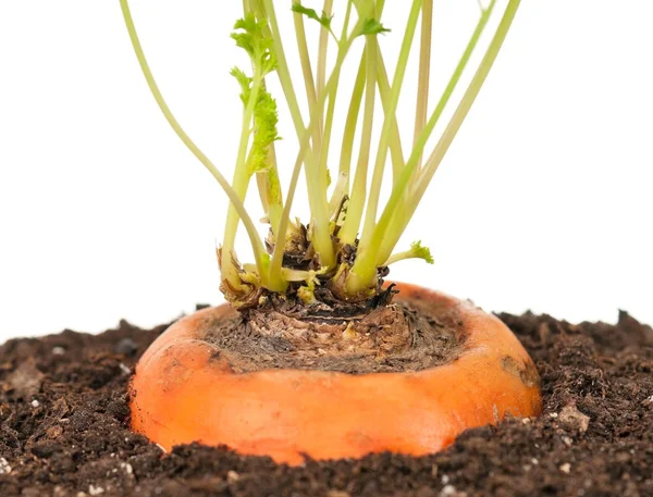 Молодая морковка — стоковое фото