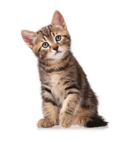 Nieuwsgierig kitten — Stockfoto