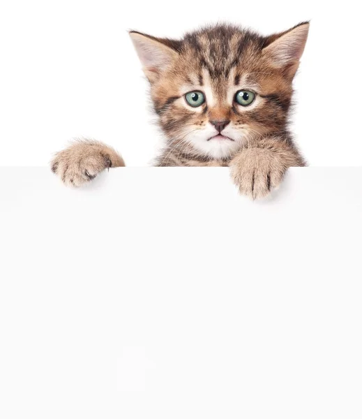 Gatito con un blanco —  Fotos de Stock