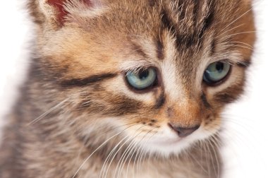 şirin kedi yavrusu