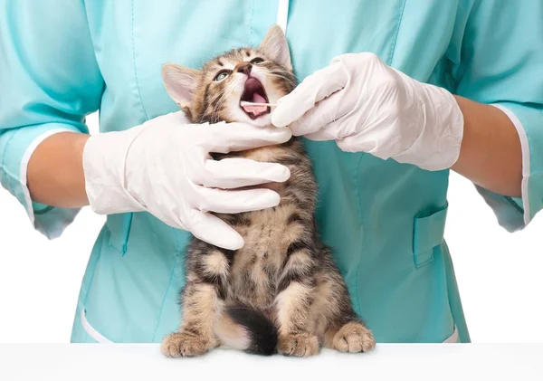 Gatinho bonito — Fotografia de Stock