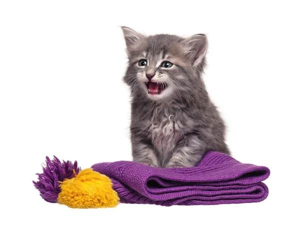 Upset kitten — Stock Photo, Image