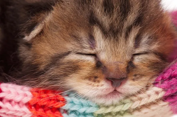 Новорожденный котенок — стоковое фото