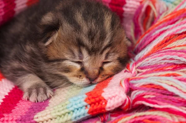 Nyfödda barnet kattunge — Stockfoto