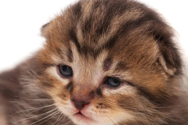 Gatito neonato — Foto de Stock