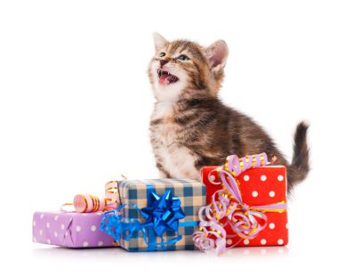 şirin kedi yavrusu