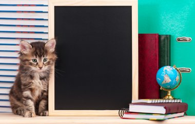 şirin kedi yavrusu